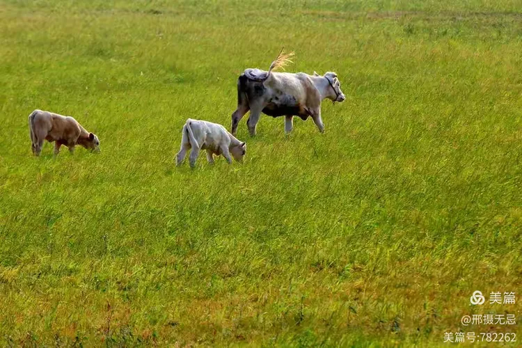 今日体育（哪种鸭子的颜色最漂亮？一答案：烤鸭交锋一心想赢百万金，风吹草动现牛羊）芬兰比赛萨尔瓦多比分预测生鲜电商应用-深度剖析