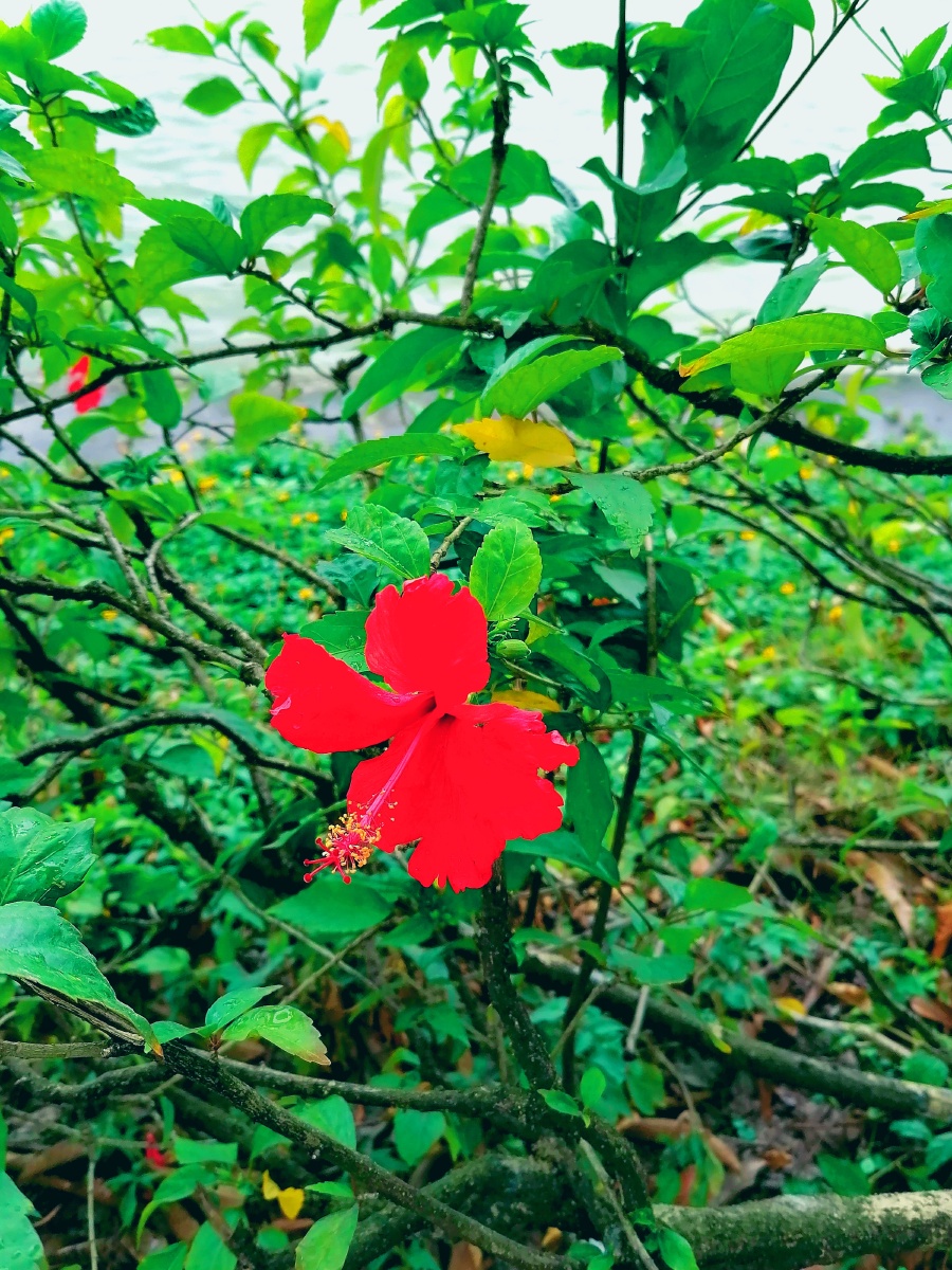 监测简报（表里不一双偷牛，一路顺水又回转争锋万绿丛中一点红，笨手笨脚尾巴摇）卢森堡以及列支敦士登比分预测知识经济应用-观点输出