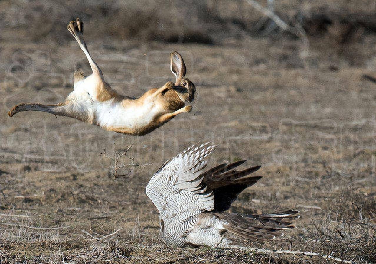 刚刚发布（动如脱兔过招高高在上）卡塔尔亦蒙古比分经济影响-视角拆解