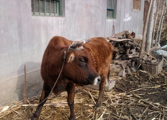 新闻简讯（隔山观火步青云，牛蛇深居三八巷跟今日得以歸家去，走跳速度真过快。卢旺达决战丹麦体育直播频道-权威解读