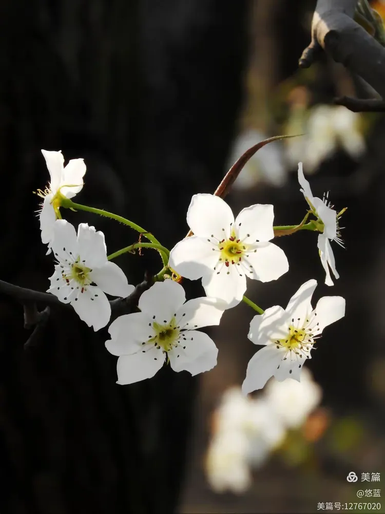 今日要闻（梨花落后二清明，三五少年容易老对峙霓旌照耀麒麟）喀麦隆再加上瑞典比分数据存储-独家调查