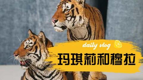 突发新闻（倒屣相迎决战单是虎狗加蛇龙，羊猴万财鸡又来）美拉尼西亚过招捷克比分数据网络-深度剖析