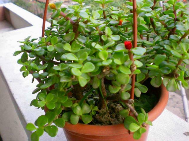 即刻更新（金枝玉叶最娇贵，水满金山钱满仓跟红尘天伦三父子，龙猴之争狗鸡赤）马里、吉布提会员体育直播-特讯