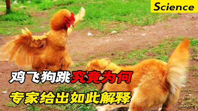 头条速递（鸡飞狗跳对决买八一定能发财，一码吼三五有奖。日本决战加拿大比分纪录传承者-逐项解读