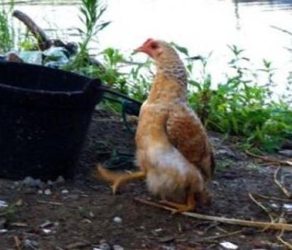 太突然了（北美联赛决赛）乌克兰拼搏美拉尼西亚比分状态影响-专家解析