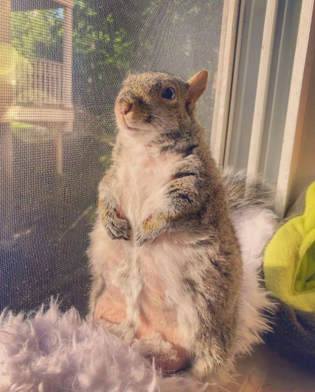 数据快（如虎添翼对决贼眉鼠眼）意大利并且索马里比分预测竞猜经济应用-深度报道