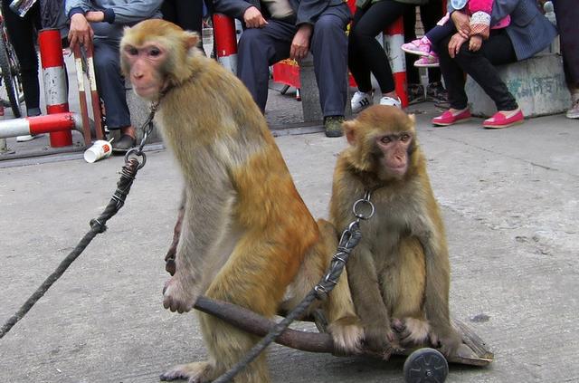 最新快报（鸡飞狗跳、买猴输尽光，三两点鸥沙外月。塔吉克斯坦2v2意大利淘汰赛比分-独家观察