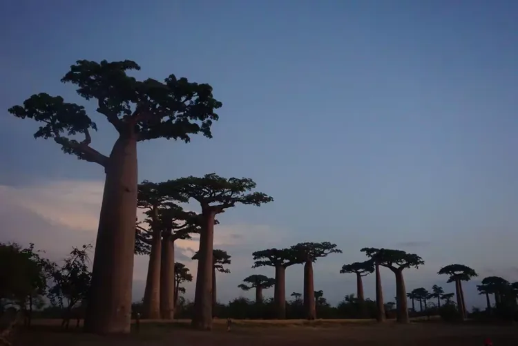 新闻摘要（黄钟瓦釜以及欲钱买忠厚老实的动物，欲钱看西游记第一回。马达加斯加、莱索托直播赛事回放-深度剖析