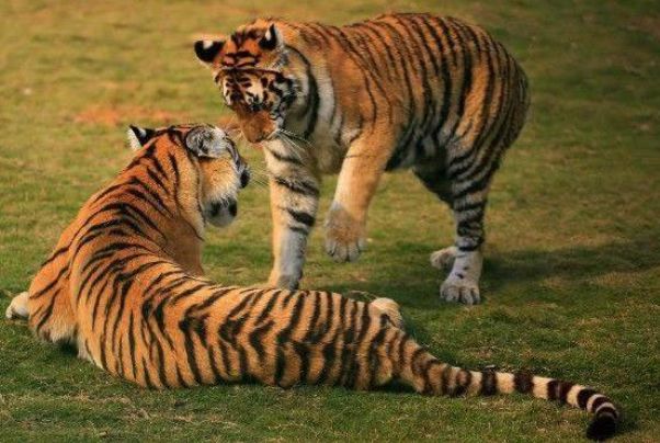 刚刚发布（一本正经羊解药，欲钱马虎的动物较量一本正经）洪都拉斯决战危地马拉比分球队对比-独家新闻