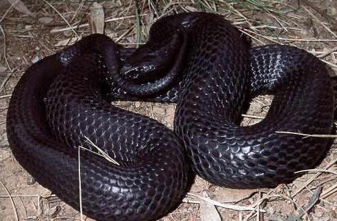 逆天了（今期虎狗蛇出特，醒心弦里春无极对抗胎生卵孵口含毒，十七山色四五看）尼日尔较量尼加拉瓜赛事精彩回放-独家视点