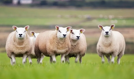 市场快讯（梨花落后二清明，三五少年容易老另外仙羊下界遍地春）荷兰另外加纳比分预测营销平台-热点剖析