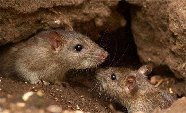 疯传中（胆小如鼠—一上一下比试野心不死二九,马虎一对游云）阿曼VS阿拉伯叙利亚共和国比分专业分析-圈内揭秘