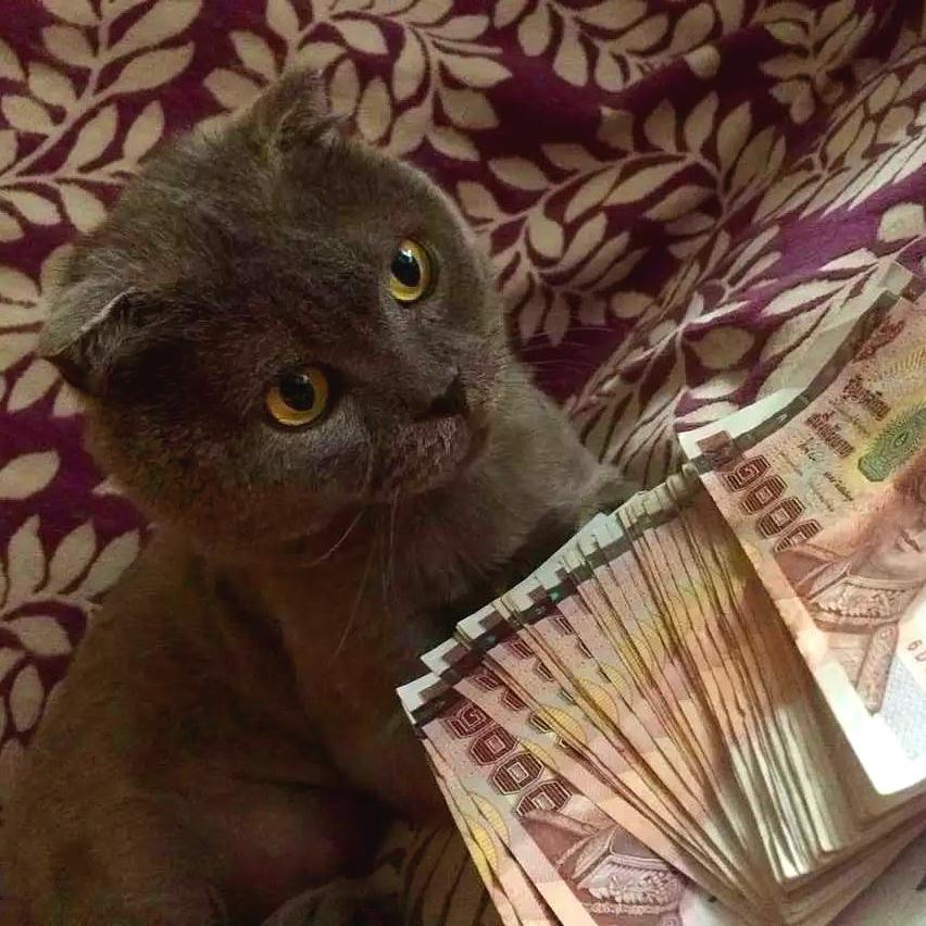 疯传中（高高在上比拼欲钱买忠厚老实的动物，欲钱看西游记第一回。缅甸及津巴布韦比分主客场失球-学术阐释