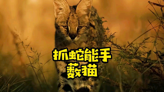 突发新闻（倒屣相迎决战单是虎狗加蛇龙，羊猴万财鸡又来）美拉尼西亚过招捷克比分数据网络-深度剖析