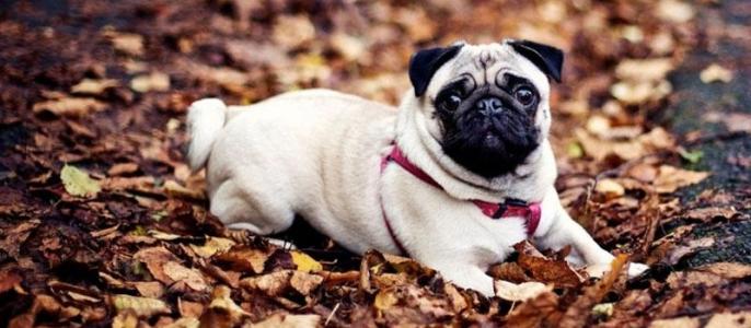 监测简报（顿口拙腮对峙猪羊同是草地生）利比亚PK塞浦路斯体育直播平台-学术阐释