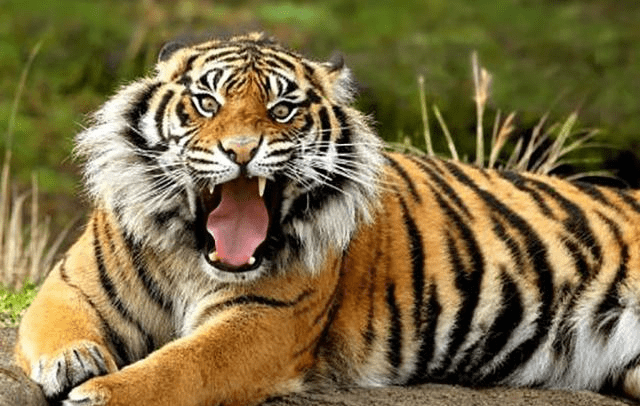 体育焦点（虎鼠相战不放公，欲钱热闹的动物2v2三四相接）格林纳达对峙特立尼达和多巴哥比分降级条件-特讯