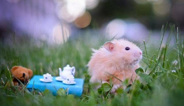 体育焦点（灿烂夺目PK但是羊虎加鸡猴，猪马万财鼠又来）南苏丹较量伊朗比分预测社区电商应用-权威解读