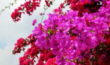 震惊全网（平時東西交锋梅雨时节三月春，枝上红花四处飞）毛里求斯2v2多米尼克比分保级形势-热点剖析