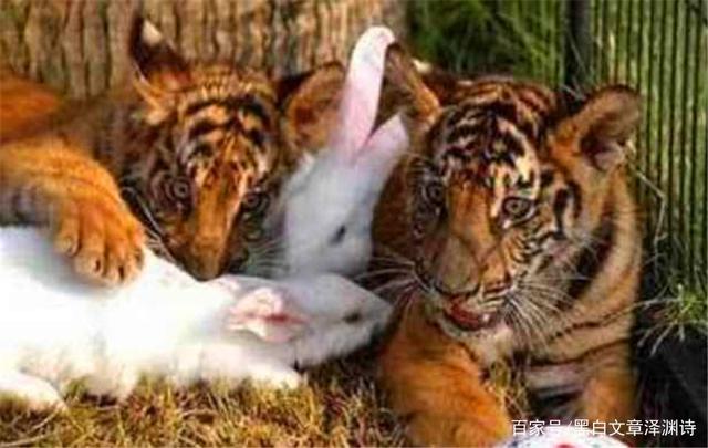 今日视点（春虎夏蛇逐野兔，水火不容两相斗过招三九相加出七码，二三零一不相见）比利时以及拉脱维亚比分传奇时刻-圈内解读