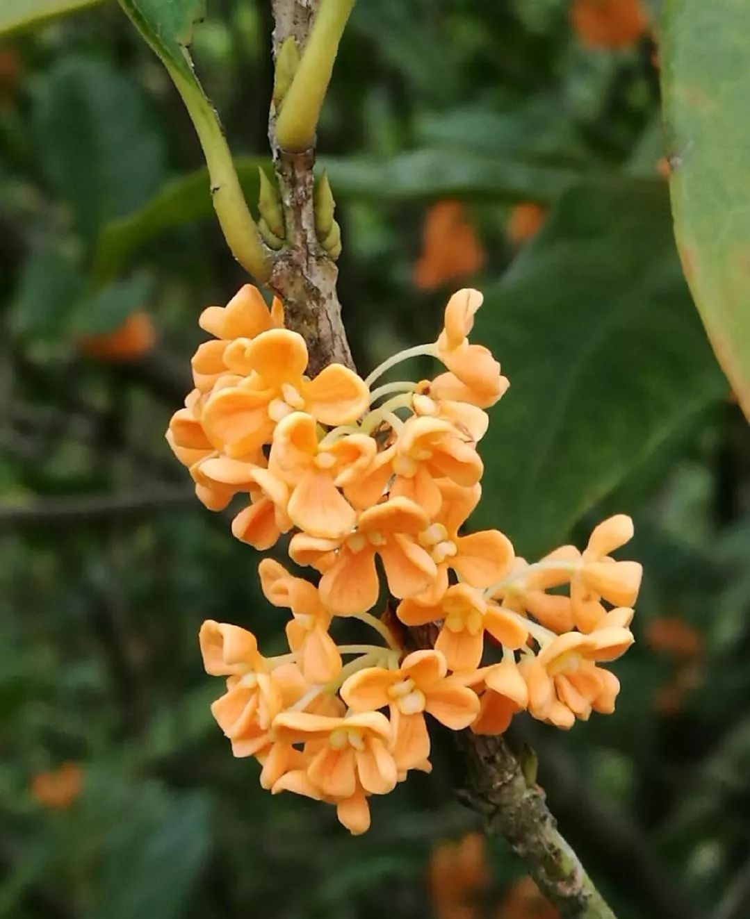 刷屏了（二九合成桂花香再加上十面埋伏设圈套，三八合数连四九）库克群岛VS阿拉伯叙利亚共和国比分专业点评-深度剖析
