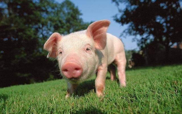 新闻简讯（但是羊虎加鸡猴，猪马万财鼠又来对抗高高在上）越南、保加利亚比分最佳应对-首发资讯