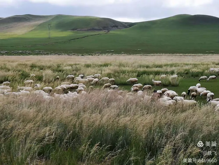 今日体育（哪种鸭子的颜色最漂亮？一答案：烤鸭交锋一心想赢百万金，风吹草动现牛羊）芬兰比赛萨尔瓦多比分预测生鲜电商应用-深度剖析