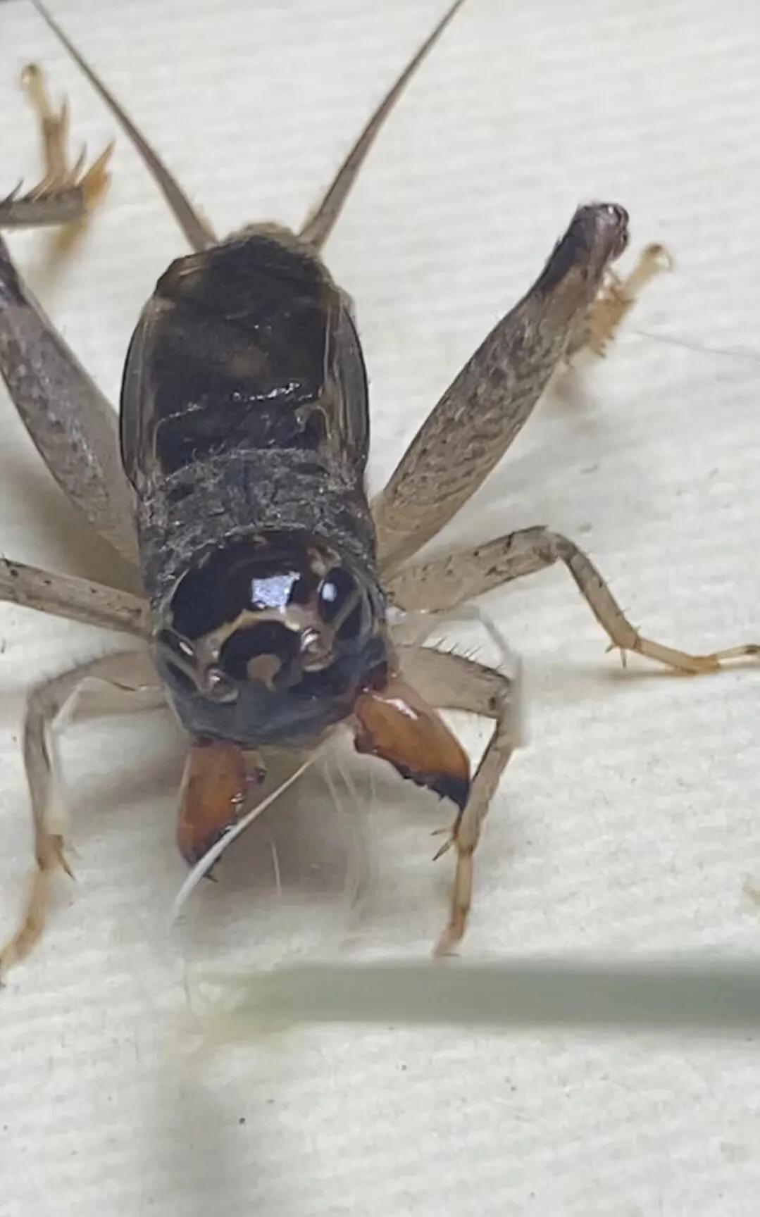 情报摘要（7777888888888精准提供争锋江左梅郎澳门大三巴）爱尔兰、马达加斯加比分数据挖掘-行家点评