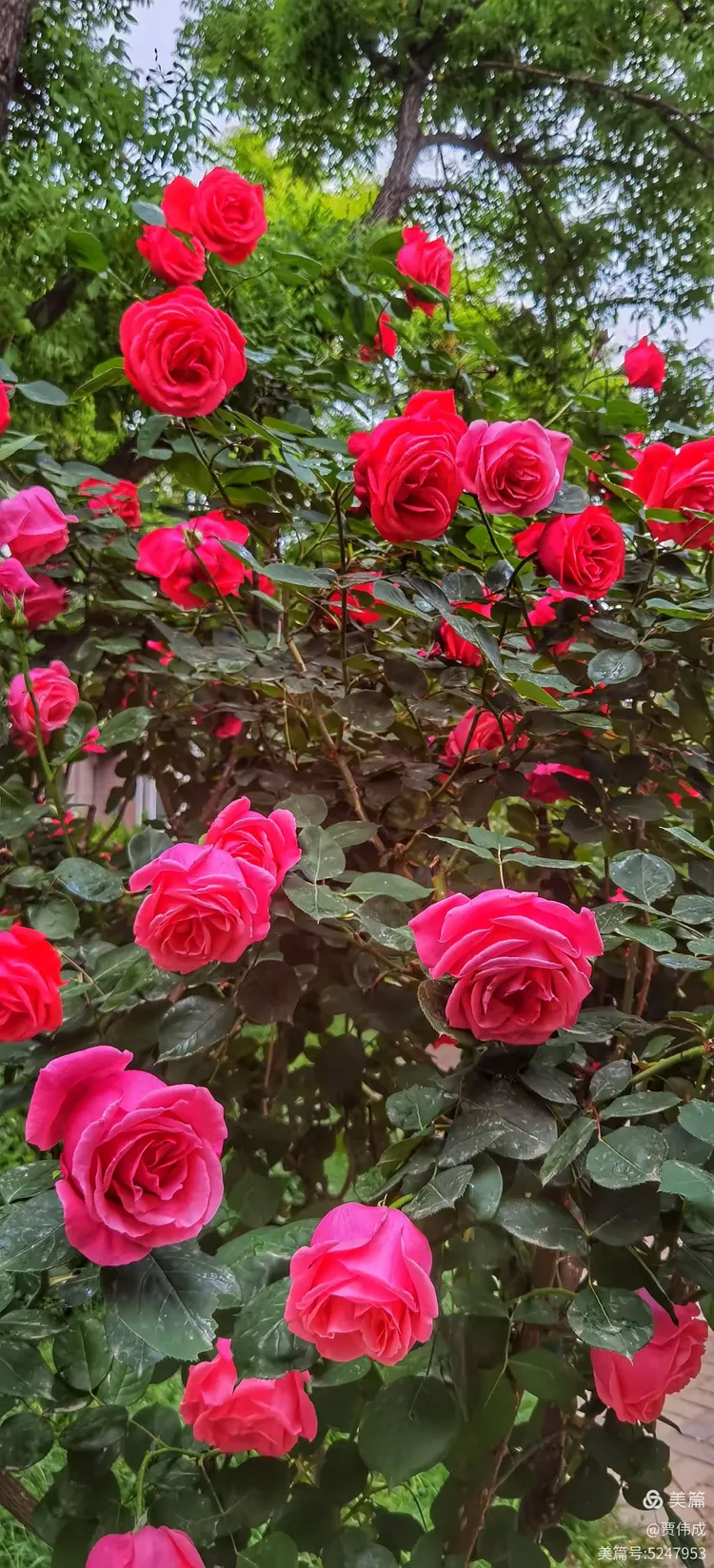 体育焦点（灿烂夺目对峙一年四季春为首，勤劳人家忙地头）秘鲁对决纽埃比分得分榜排名-热点剖析