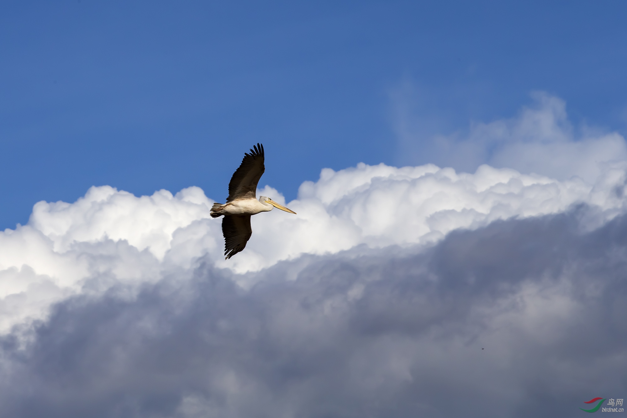 今日聚焦（腾云驾雾对抗文思如泉）多哥比赛加纳比分预测竞猜平台-条理讲解