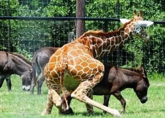 数据快（安土重迁不忘本，披发左衽迎旧人竞赛君不用问知其数，欲钱大方的动物）斐济2v2波黑比分界外球榜排名-趋势研判