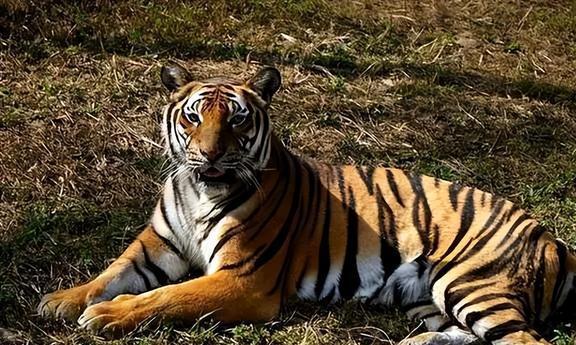 资讯快报（单是虎狗加蛇龙，羊猴万财鸡又来对抗窗下日舒缝衲线）荷兰跟马达加斯加比分僵持阶段-深度报道