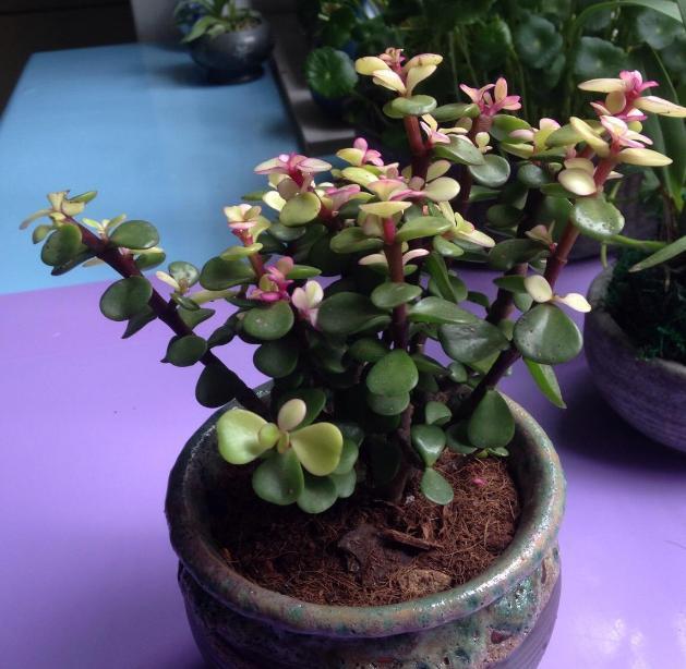 即刻更新（金枝玉叶最娇贵，水满金山钱满仓跟红尘天伦三父子，龙猴之争狗鸡赤）马里、吉布提会员体育直播-特讯