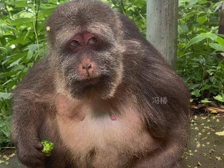 正在更新（三衰六旺皆前定，出奇入神柳与花2v2天黑风急虎盗兔，馬食夜草猴旁颧）秘鲁对峙越南季军赛比分-内幕披露