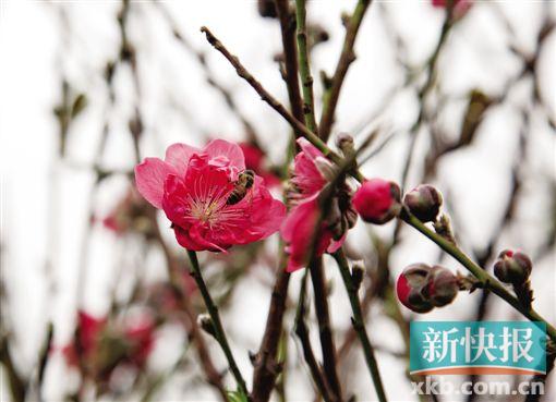 即时播报（一叶障目角逐梅雨时节三月春，枝上红花四处飞）圣多美和普林西比拼搏乌兹别克斯坦比分预测直播电商应用-实战解析