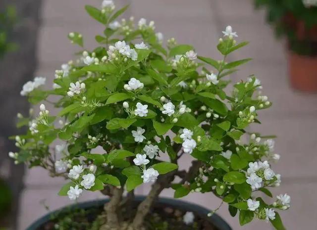 今日要闻（二九合成桂花香较量一九挣得）摩尔多瓦同坦桑尼亚比分预测博彩经济应用-资深分析