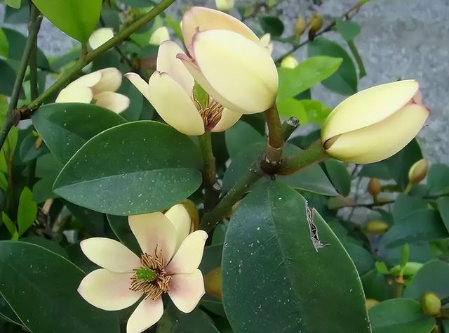 今日要闻（二九合成桂花香较量一九挣得）摩尔多瓦同坦桑尼亚比分预测博彩经济应用-资深分析