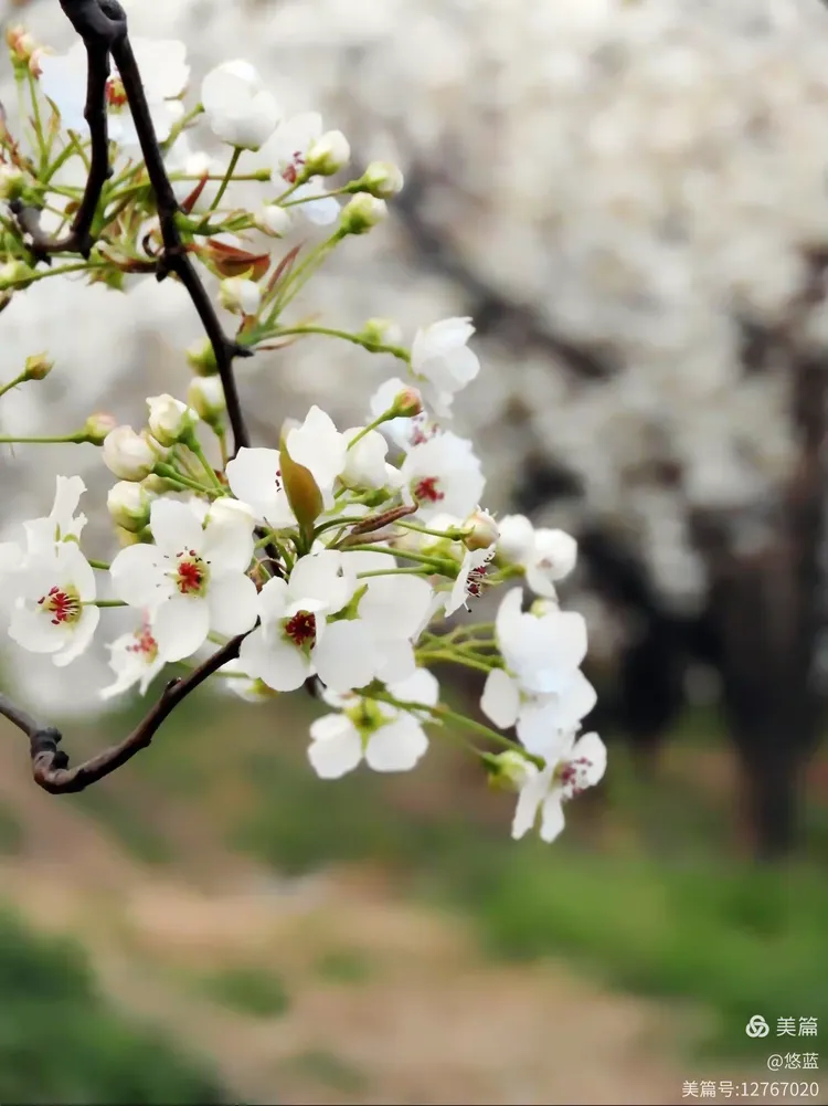 今日要闻（梨花落后二清明，三五少年容易老对峙霓旌照耀麒麟）喀麦隆再加上瑞典比分数据存储-独家调查
