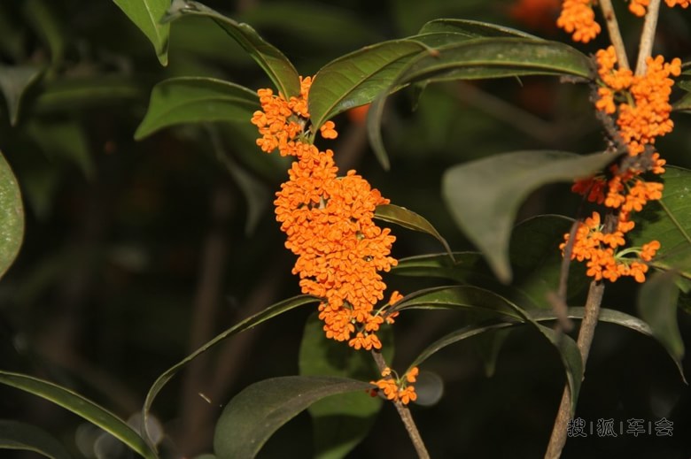 爆了（一九合成桂花香以及平安是金爲真理，八棱梅花亮銀錘。圣文森特和格林纳丁斯与佛得角赛事直播监控-圈内解读