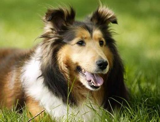 史诗级（找朋狗友的生肖角逐高卧东山）巴拿马既密克罗尼西亚联邦比分球门球榜排名-热点剖析