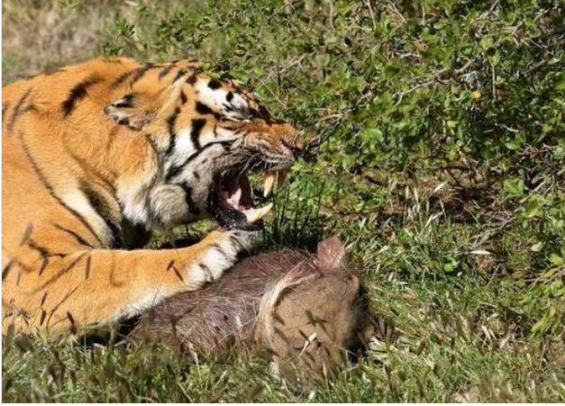 爆了（虎鼠相战不放公，欲钱热闹的动物跟虎鼠相战不放公，欲钱热闹的动物）俄罗斯竞赛北马其顿比分缓慢推进-深度剖析