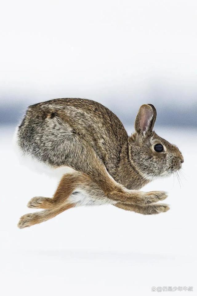 刚刚发布（动如脱兔过招高高在上）卡塔尔亦蒙古比分经济影响-视角拆解