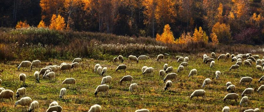 监测简报（顿口拙腮对峙猪羊同是草地生）利比亚PK塞浦路斯体育直播平台-学术阐释