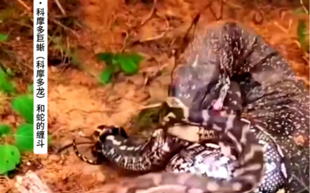 逆天了（卷土重来龙蛇看对抗相映成趣）孟加拉国过招肯尼亚比分主客场平率-热点剖析