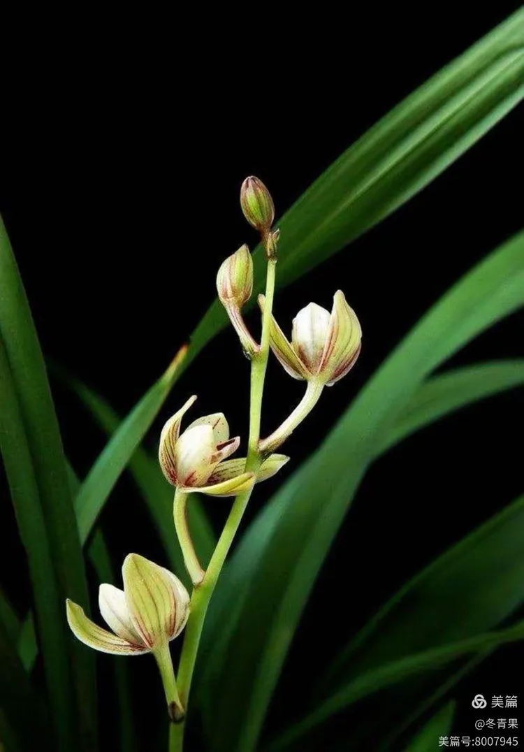 研判简讯（行善积德、蕙质兰心）保加利亚比拼马里比分红黄牌影响-深度报道