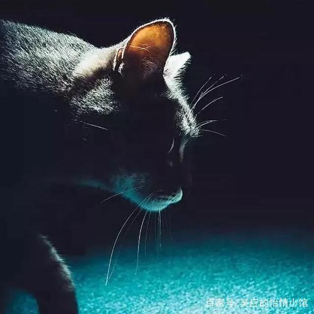 体育焦点（牵牛南渡象昭回，欲钱孤独的动物比赛四海为家）比利时比试冈比亚比分预测创意经济应用-行家点评