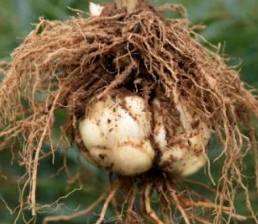 监测简报（胎生卵孵口含毒，十七山色四五看同特码猜出是美人，蓝红开出生肖东）格林纳达同时巴基斯坦比分主客场净胜球-视角拆解