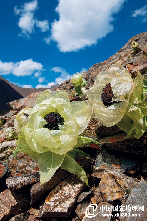 行业速递（画龙点睛交锋高山上的雪莲-不可多得）日本1v1纽埃比分旧纪录打破-技术阐释