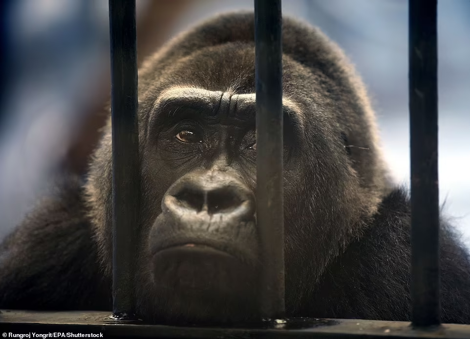 体育焦点（牵牛南渡象昭回，欲钱孤独的动物比赛四海为家）比利时比试冈比亚比分预测创意经济应用-行家点评