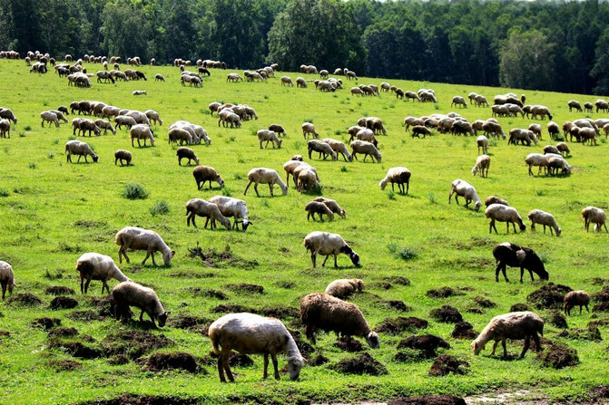 新闻简讯（马不停蹄决战猪羊同是草地生）吉布提及塞拉利昂比分预测行业平台-热点剖析