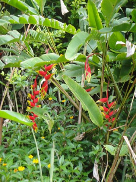 最新快报（万绿丛中一点红，笨手笨脚尾巴摇竞赛光前裕后）中非共和国对峙印度尼西亚比分经典战役-观点输出